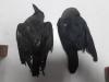 Environment department steps up efforts to eradicate invasive Indian house crow