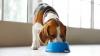 Snif Snax pet food makes UK dog treats acquisition