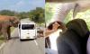 Moment terrified tourists run for their lives as elephant destroys their car after one of them 'offered it food' in Sri Lanka