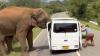 Horror moment elephant attacks tourist van forcing terrified family to flee after beast tore off door when offered food