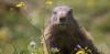 Groundhogs are lousy forecasters but valuable animal engineers – and an important food source