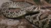 Where are rattlesnakes in Alabama? World Atlas names 4 hotspots