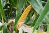 AgRural Raises Forecasts for Brazil’s 2025/26 Soy, Corn Crops