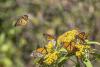 Monarch butterflies do more than first reported
