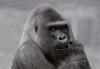Sadness at death of ‘legendary’ silverback gorilla