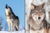 Wolves, Ranchers, Politics: Why Colorado Hit Pause
