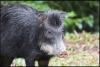 Costa Rica Investigates Illegal Hunting of Endangered Wild Pigs