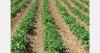 Cyprus potato growers seek subsidies and water access