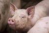 ASF Estonia: Multi-million pig industry recovery plan launched