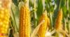 Why maize deserves centre stage in India’s agricultural roadmap