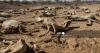 Kenya drought deepens as livestock die, food crisis worsens
