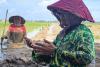 New hope in the mud: restoring rice fields after Sumatra floods