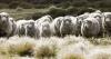 Falklands Agriculture: mainly wool, exceptionally clean and white