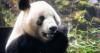 Japan's last two giant pandas begin trip home to China
