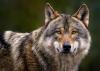 Science A-Z Animals This Wolf Solved a Multi-Step Puzzle Scientists Thought Only Primates Could