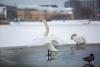 Bird flu detected in wild birds in Helsinki