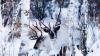 Reindeer, the beloved elves of the snowfields in Finland and China