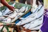 Stolen seas, stolen futures: Why fish is no longer affordable in The Gambia and why the government must act now