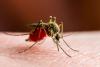 Scientists Warn: Mosquitoes’ Thirst for Human Blood Is Increasing