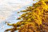 Kochi to Host Seventh India International Seaweed Expo and Summit