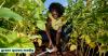 Climate-Smart Food: Can Kenya’s Forgotten Indigenous Crops Save The Planet?
