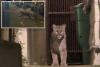 Mountain lion cornered after prowling posh San Francisco streets
