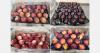 Chilean stone fruit export volume seems more evenly distributed compared to last season