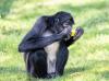 Spider monkeys use collective intelligence to find food