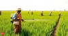 India secures duty concessions for various agri products under FTA with EU