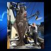 Seattle Based Trade Association Attempts to Lower Alaska’s Halibut Limits