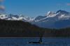 Southeast Alaska trollers question federal court’s award to plaintiffs in chinook suit