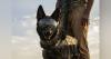 Army eyes wearable electronics to help working military dogs with surveillance and reconnaissance