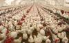 How Antibiotic Misuse In Farms Endangers Consumers