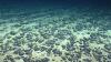 NOAA Commissions a Survey of Deep-Sea Mining Resources Off American Samoa