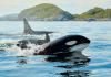 Scientists Turn Undersea Cables into Microphones to Track Orcas