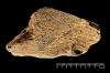 Scientists find 500,000-year-old elephant-bone tool in United Kingdom