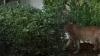 Mountain lion captured after roaming San Francisco streets