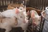 DVS: Centralised Pig Farming Protects Public Health, Curbs Environmental Pollution