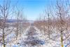 Minister of Agriculture about impact of frost on orchards nationwide: We are monitoring situation