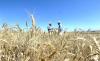 SA agriculture upbeat on growth despite looming El Niño risks