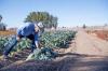 New Mexico lawmakers advance $2 million for federally defunded farm-to-food bank program