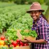 Small Farms Provide One-Third of High-Income Food Supply