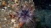 The Sea Urchin Apocalypse Is Real, and It Might Be Spreading Globally, Scientists Warn
