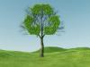 Zong, Pak-EPA to launch tree plantation project in Islamabad