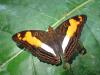 Scientists discover new butterfly genus while mapping the rapid evolution of tropical mimicry