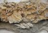 Science Semafor China fossil find offers glimpse into emergence of complex life
