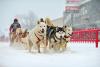 You don’t have to go to Alaska to catch big dog sled races