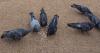 It would be a crime to feed pigeons in Arizona under proposed bill. There's pro-pigeon pushback