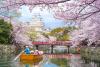 Japan announces cherry blossom forecast for 2026