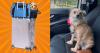I Don't Travel Without My Rescue Pup, So I Combed The Internet For These 10 Airline-Friendly Carriers